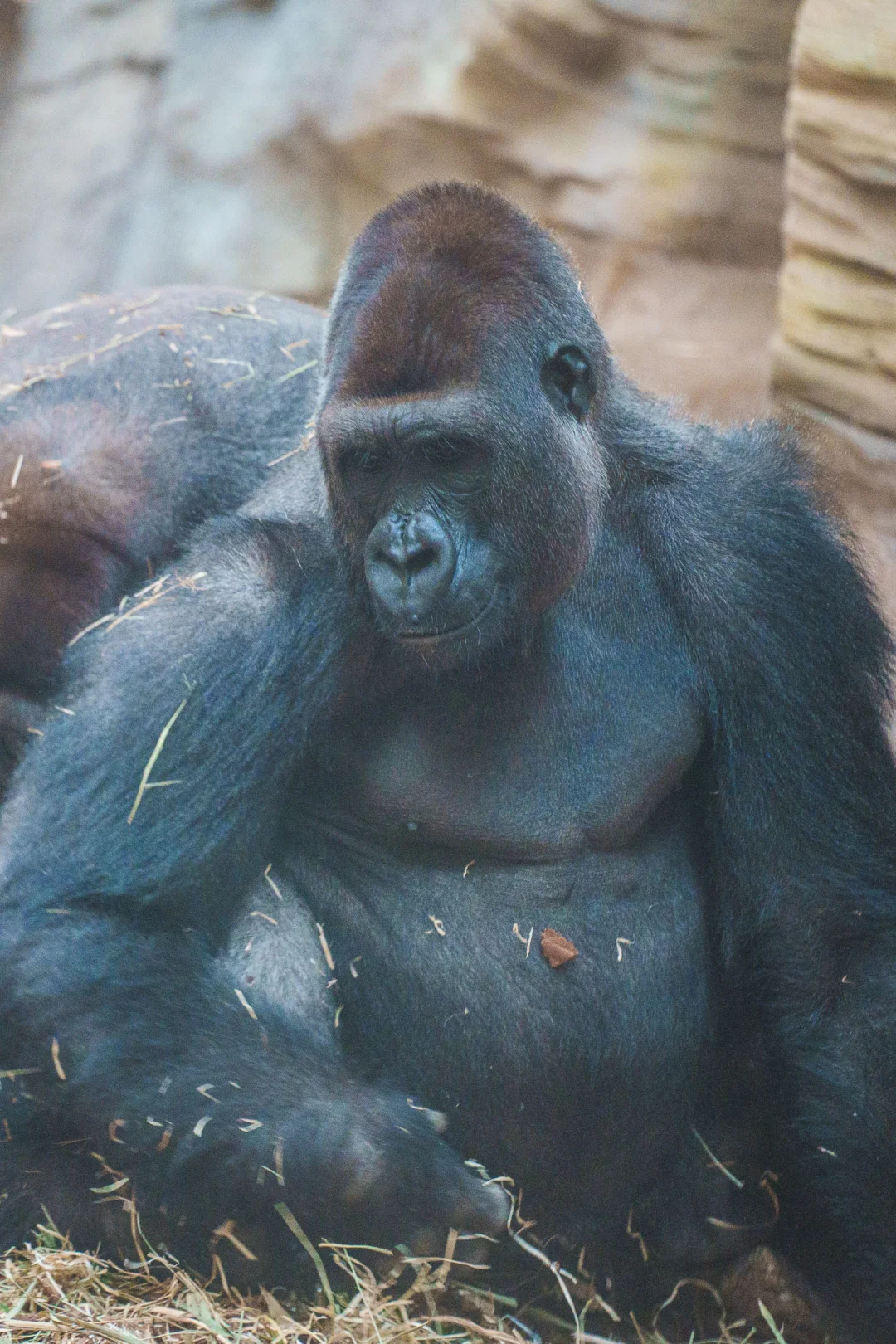 红山动物园差点挤晕，好在看到大猩猩了
