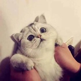 软晴最爱汽车
