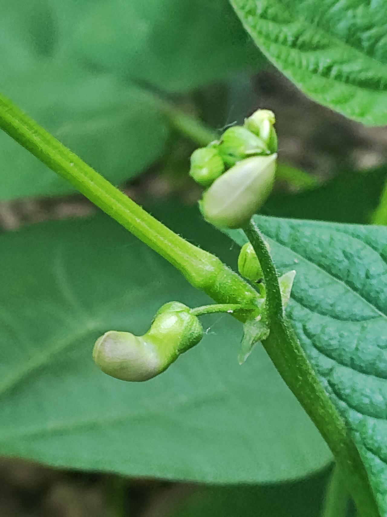梅豆花开，夏天要来了。

小时候的记忆中，梅豆叶是用来包红指甲的，因为有凤仙花开