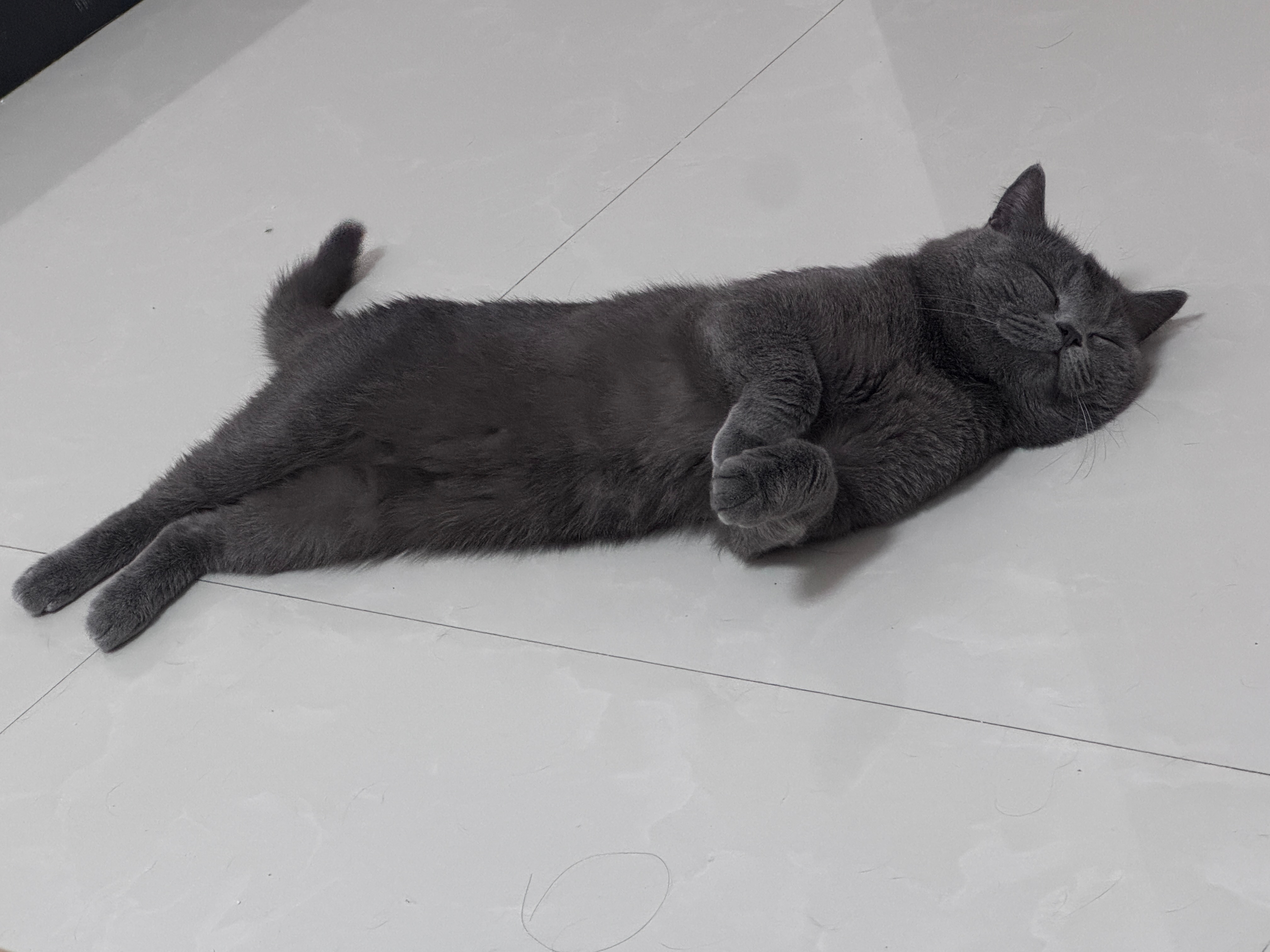 萌 