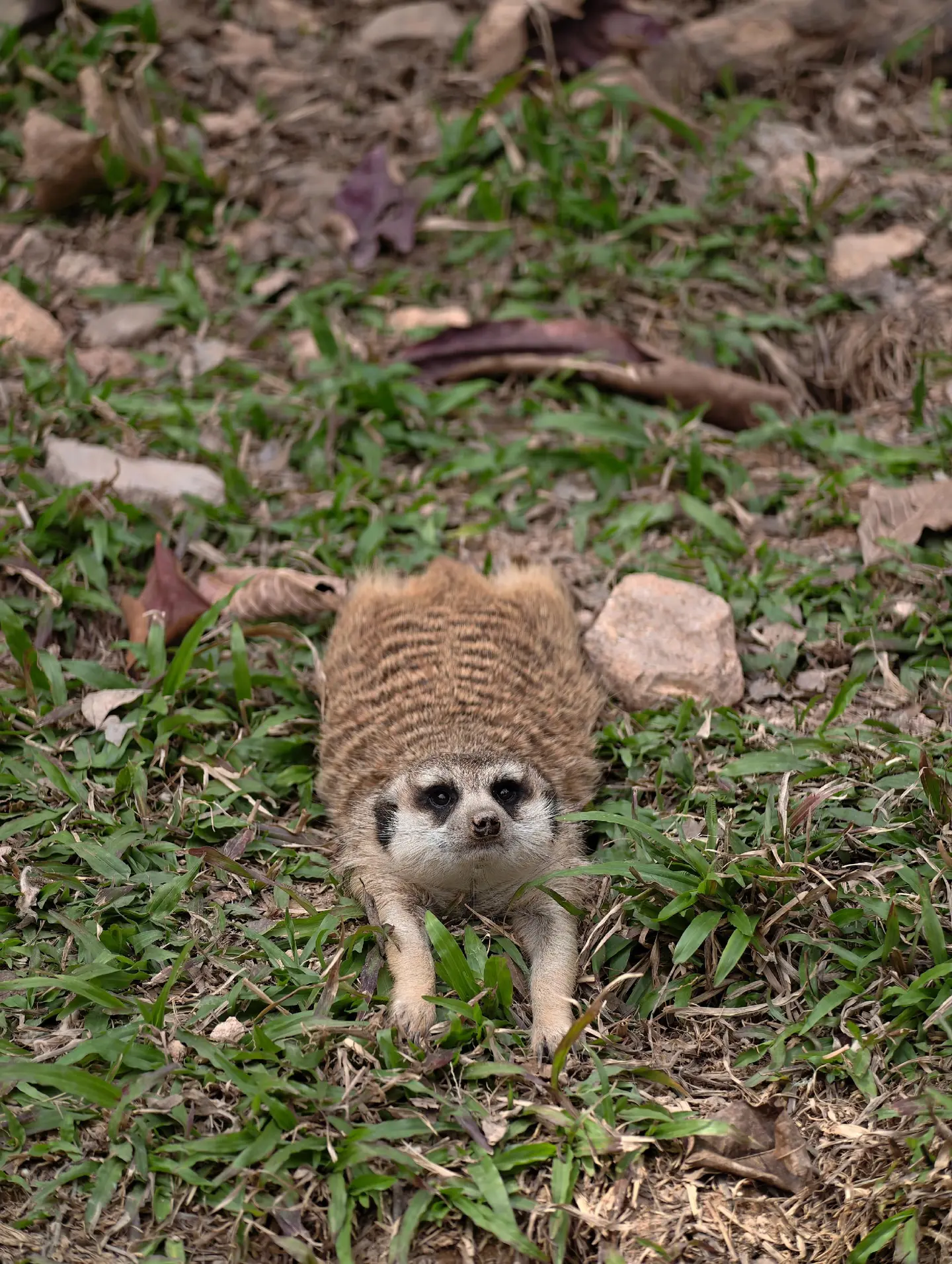 狐獴：ee心动吗？