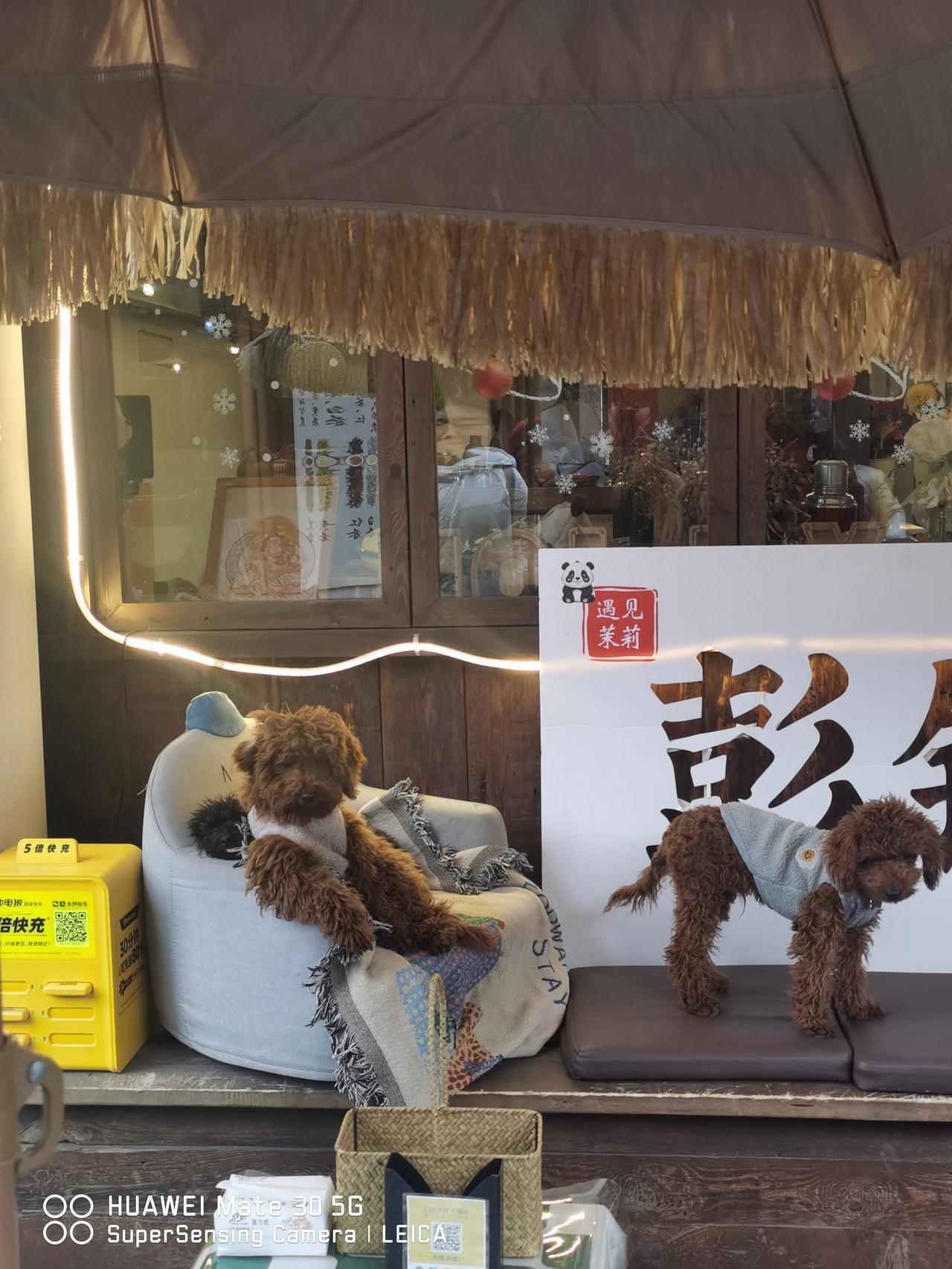 周末，带孩子去双流彭镇茶社一条街撸猫。青春期的孩子情绪波动大，有时候需要换环境，