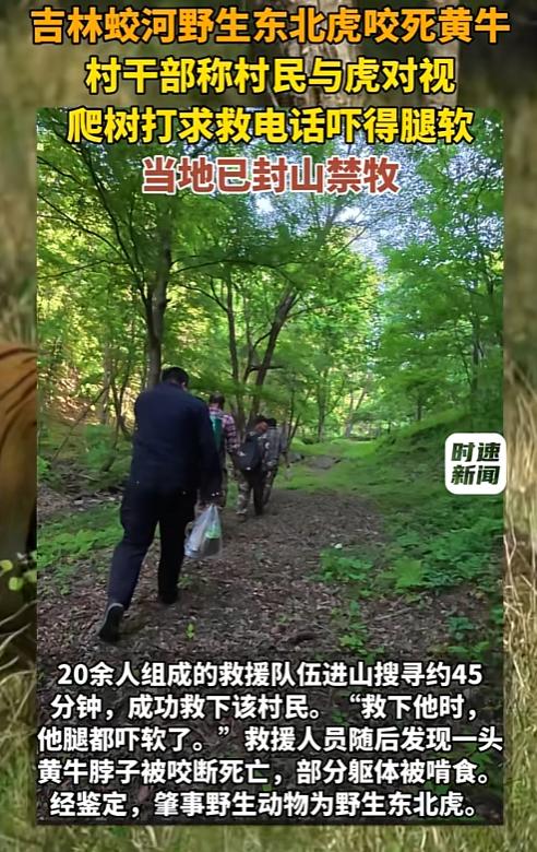“最担心的事情还是发生了!”吉林蛟河市，一村民上山采山菜时，迎面撞见一只野生东北