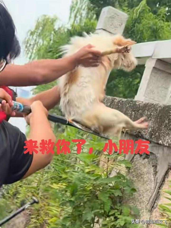 没想到，上中央新闻了。

6月12日，苏州建设交通高等职业技术学校龙舟队正在河道