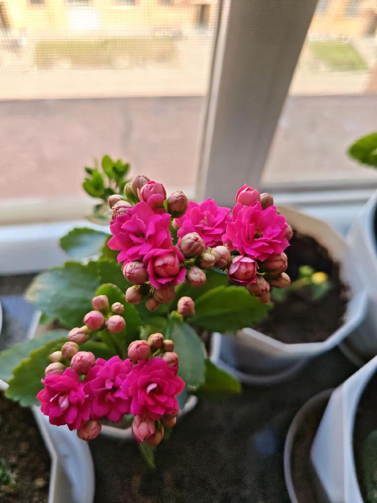 谁家的长寿花才进入花季？吃喝玩乐分享计划