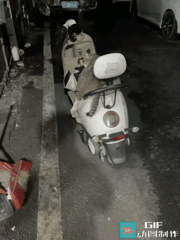 广东男子下班前去取停在路边的电动车，走近就撞见了车上的小小“占位乘客”：一只流浪