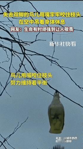 太励志了！网友在树杈上发现一只挂着的鸟，本以为鸟儿已经死掉被树枝勾住了，但是定睛