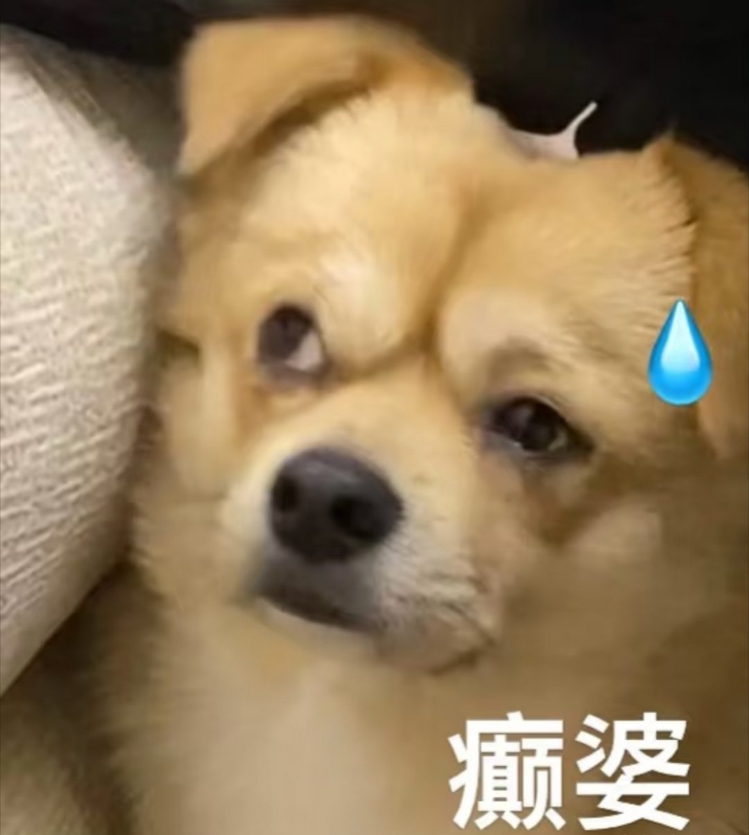 内娱终于集齐四大颠婆！🙊 ​​​