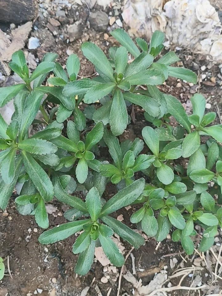 现实拍图，三七！
三七叶片可以治疗蚊子叮咬之后痒痒！