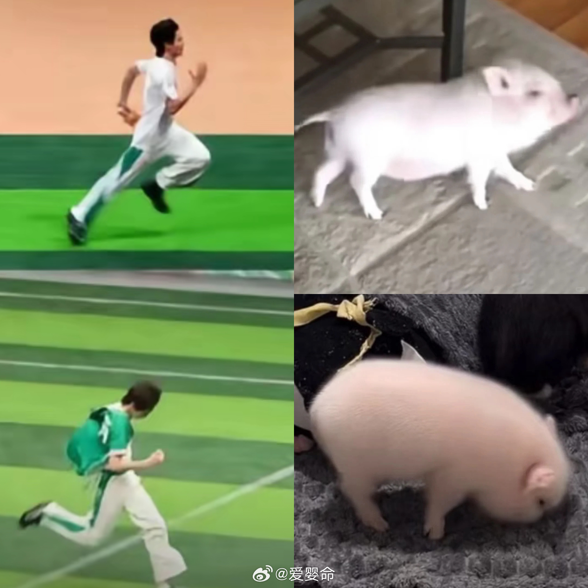 这就是我家小猪猪们啊 