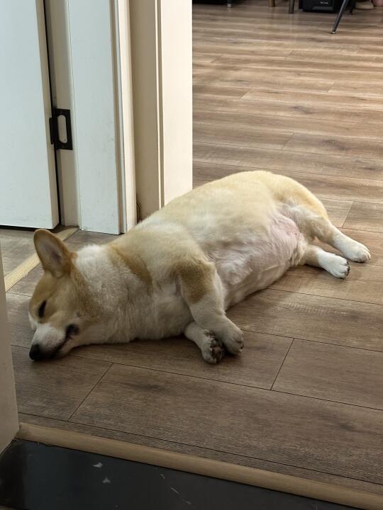 猪猪和它的好朋友