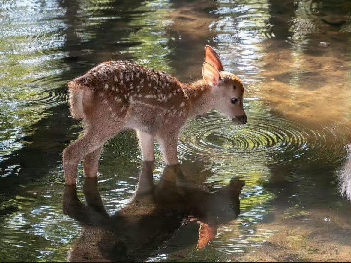 小鹿斑比 Bambi🫧🦌🌳 