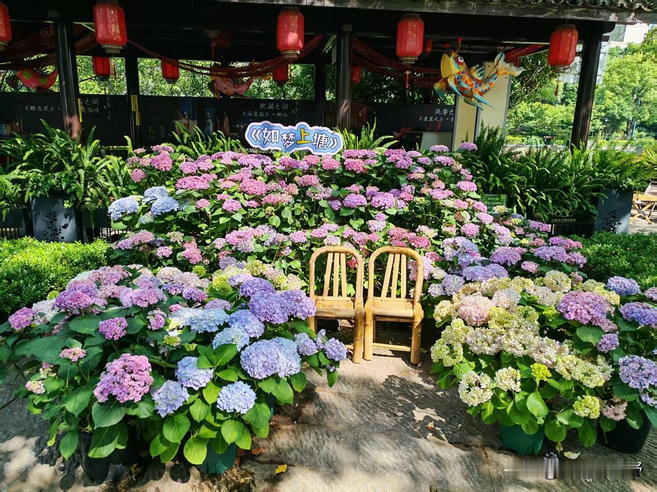 如梦上塘，花海中的诗意生活
