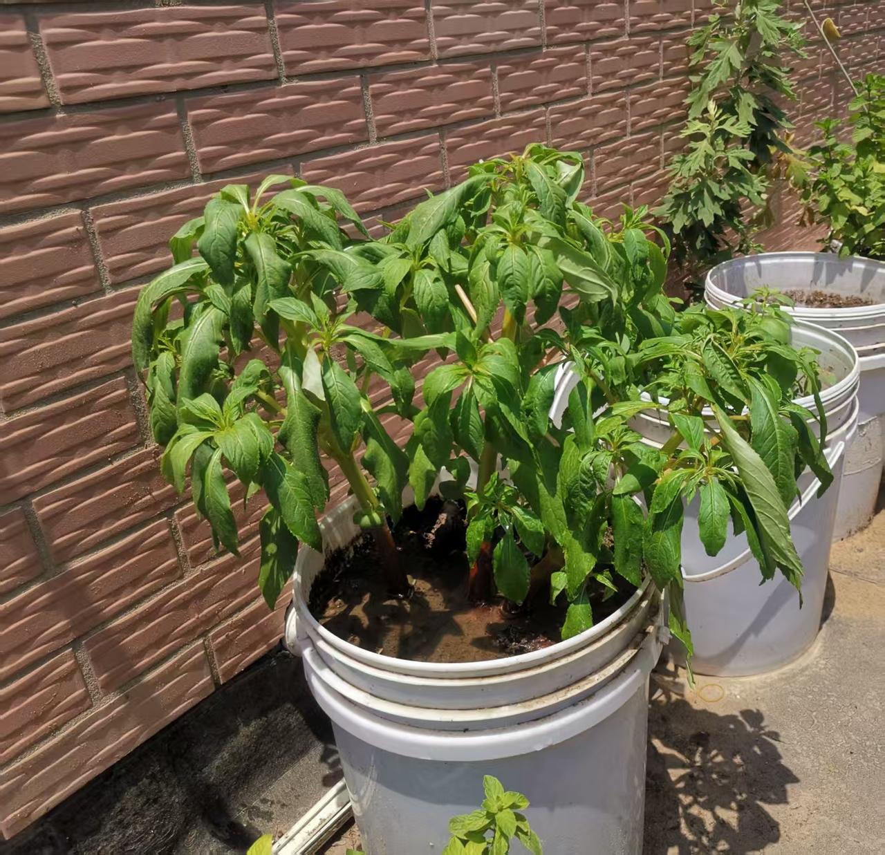 去年养了一棵指甲花，想采了花泡药酒，结果长得枝繁叶茂的就是不开花。
今年不信邪，