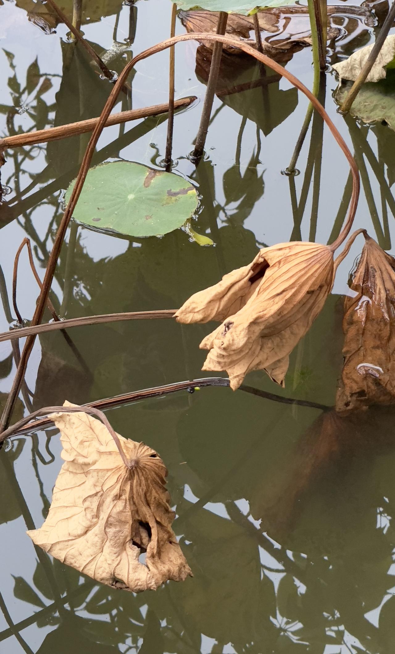 留得残荷听雨声 秋日残荷 残荷之美 残荷不语，藏尽一秋心事 残荷之韵