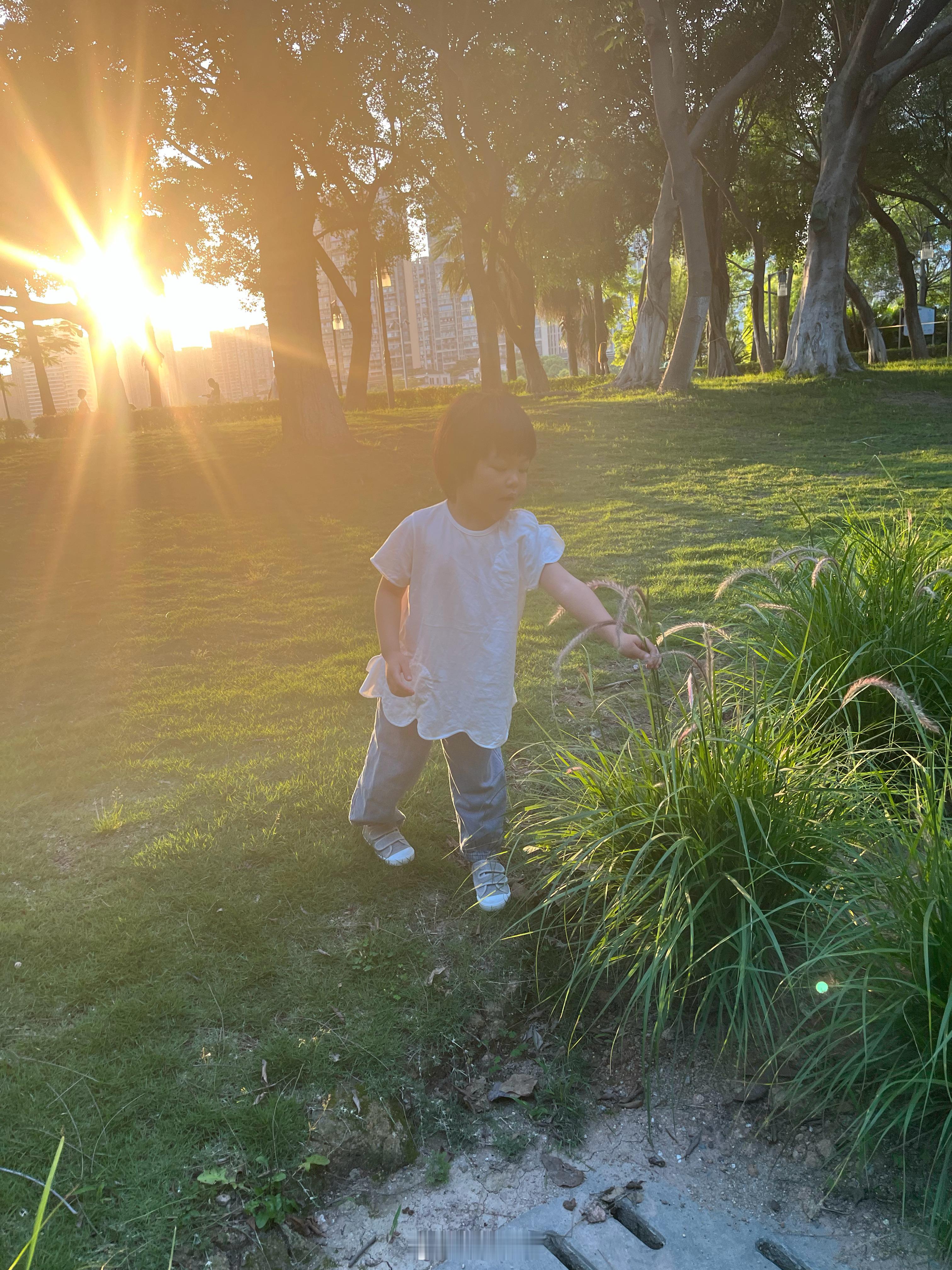 夕阳下的球，在公园视察植物生长状况带娃随手拍