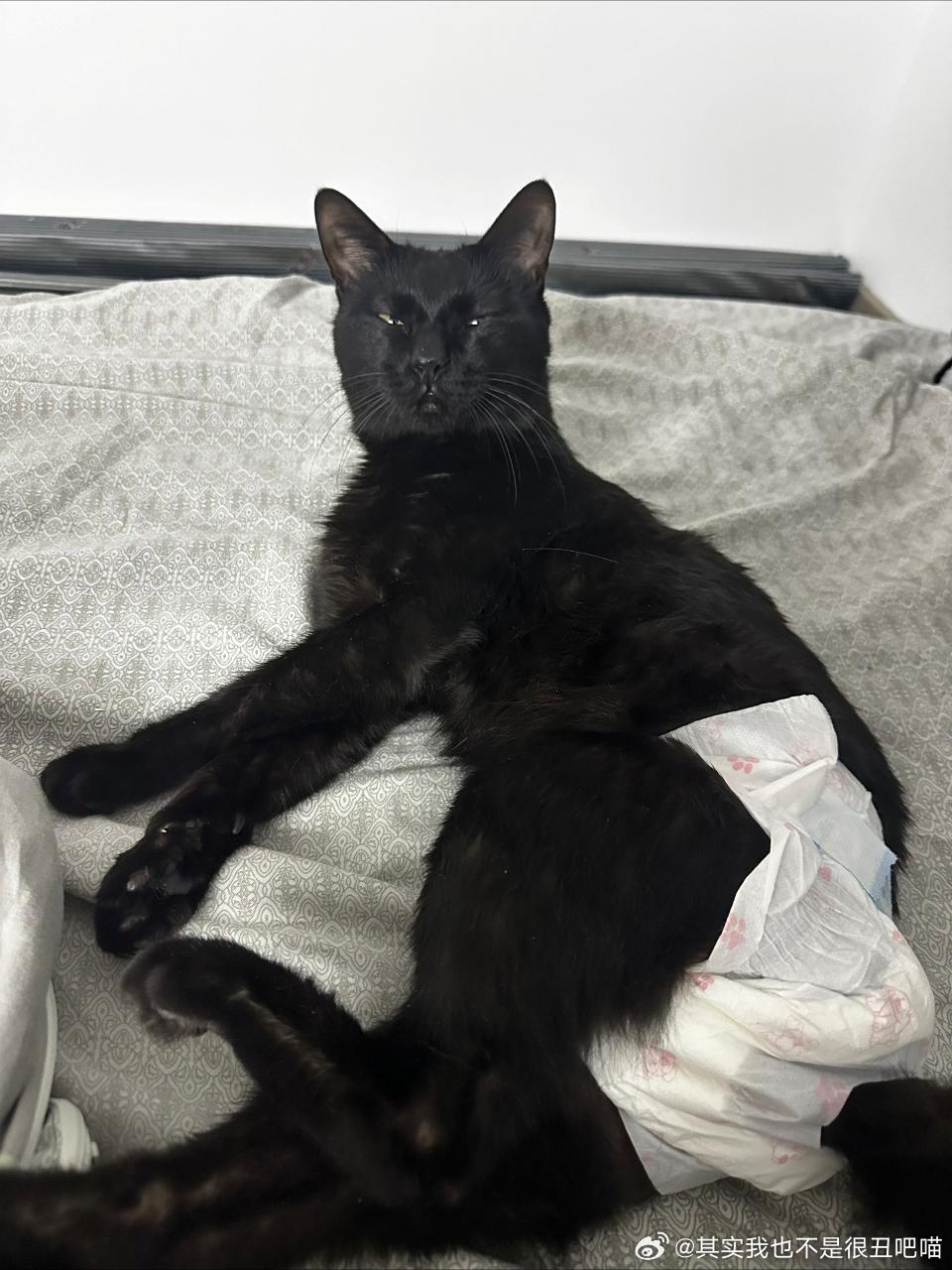49825【丑猫】爷爷亡魂 