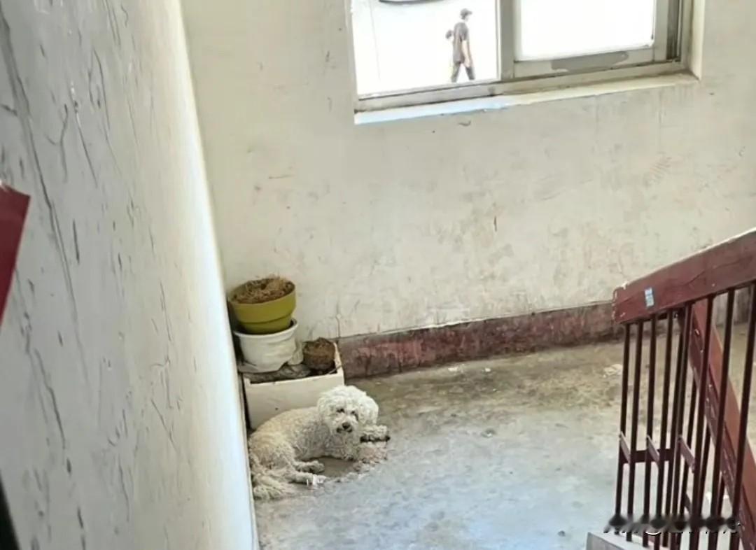 邻居把狗养在楼道，吃喝拉撒搞得楼道一股味道，投诉也没用真是无语。物业上门说楼道属