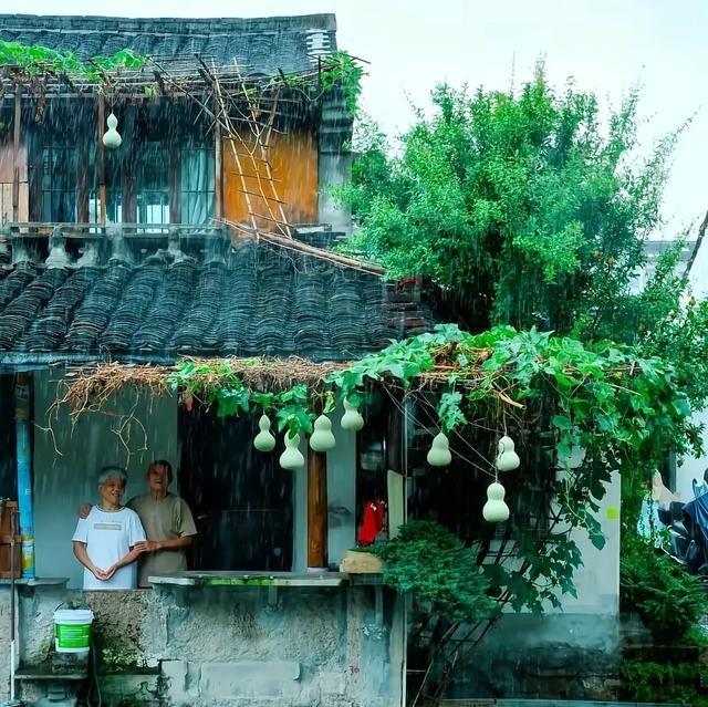绍兴葫芦娃爷爷已将葫芦全都摘下，原因曝光，粉丝表示尊重
如今，爷爷藤架上那七个圆