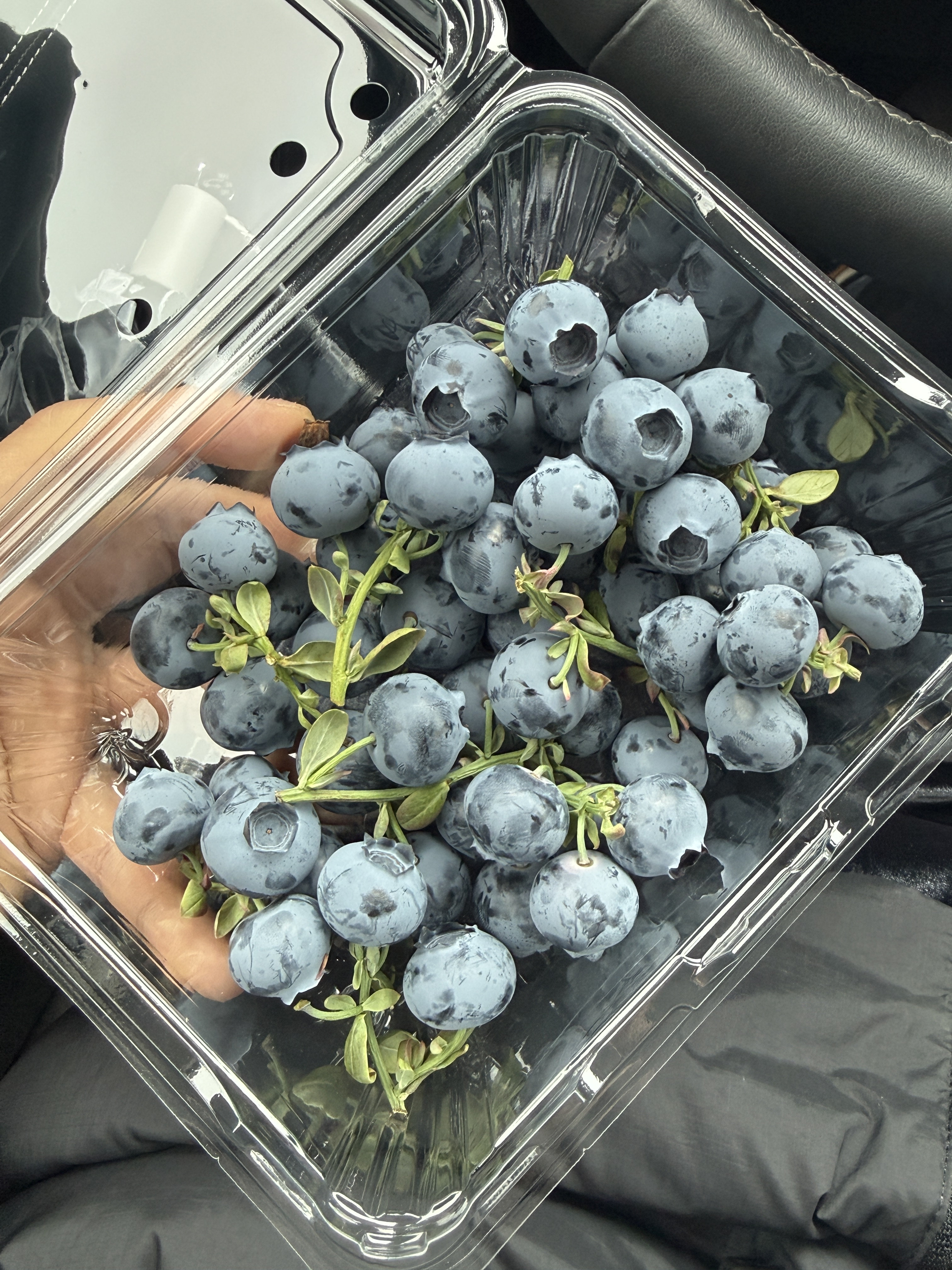 第一次见如此新鲜的蓝莓🫐就是价格有点小贵我的日常plog