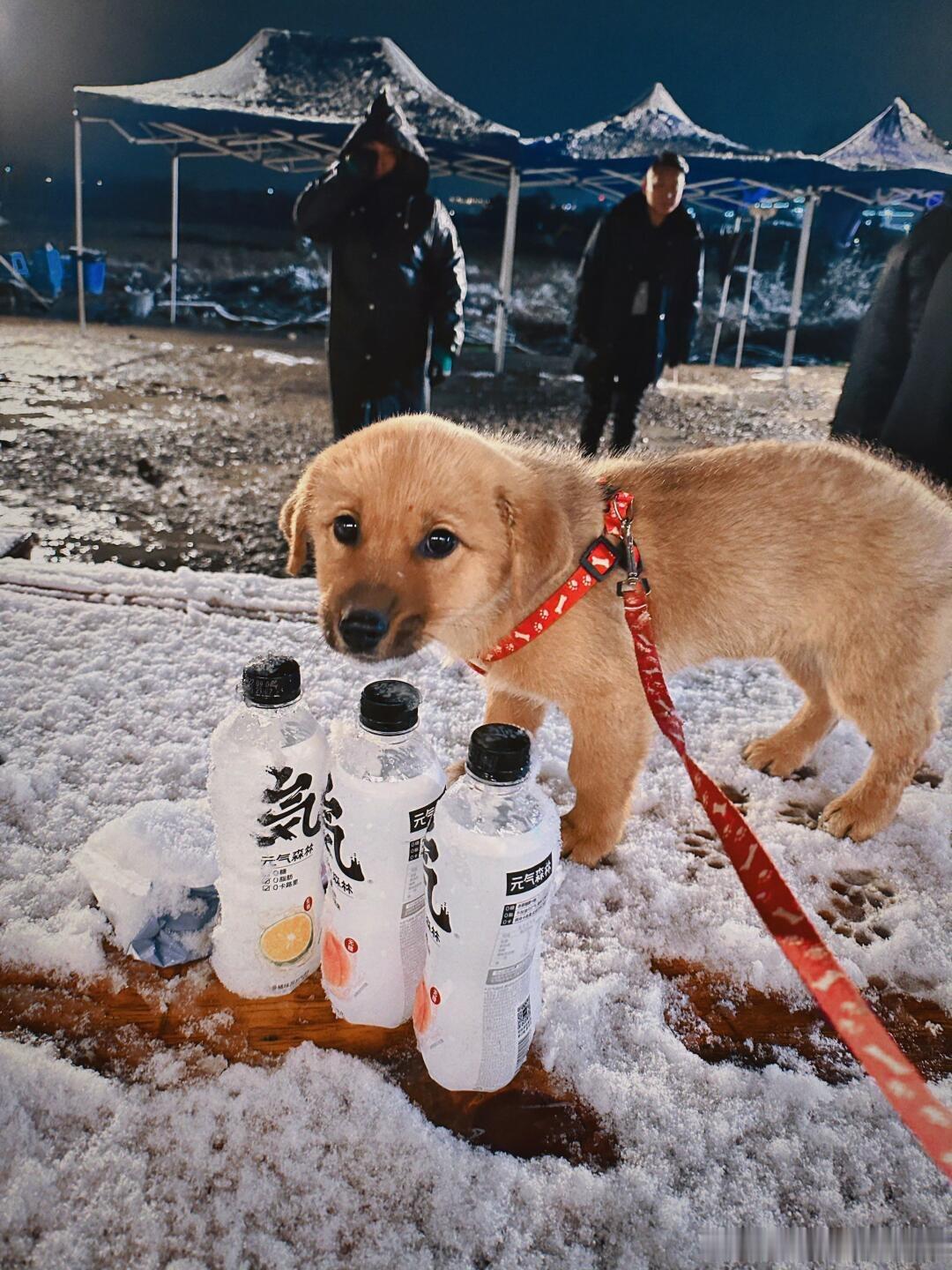 #种地吧[超话]# 别忘了后陡门第一“恶犬”小时候可爱的很最喜欢红包啦红包也算是