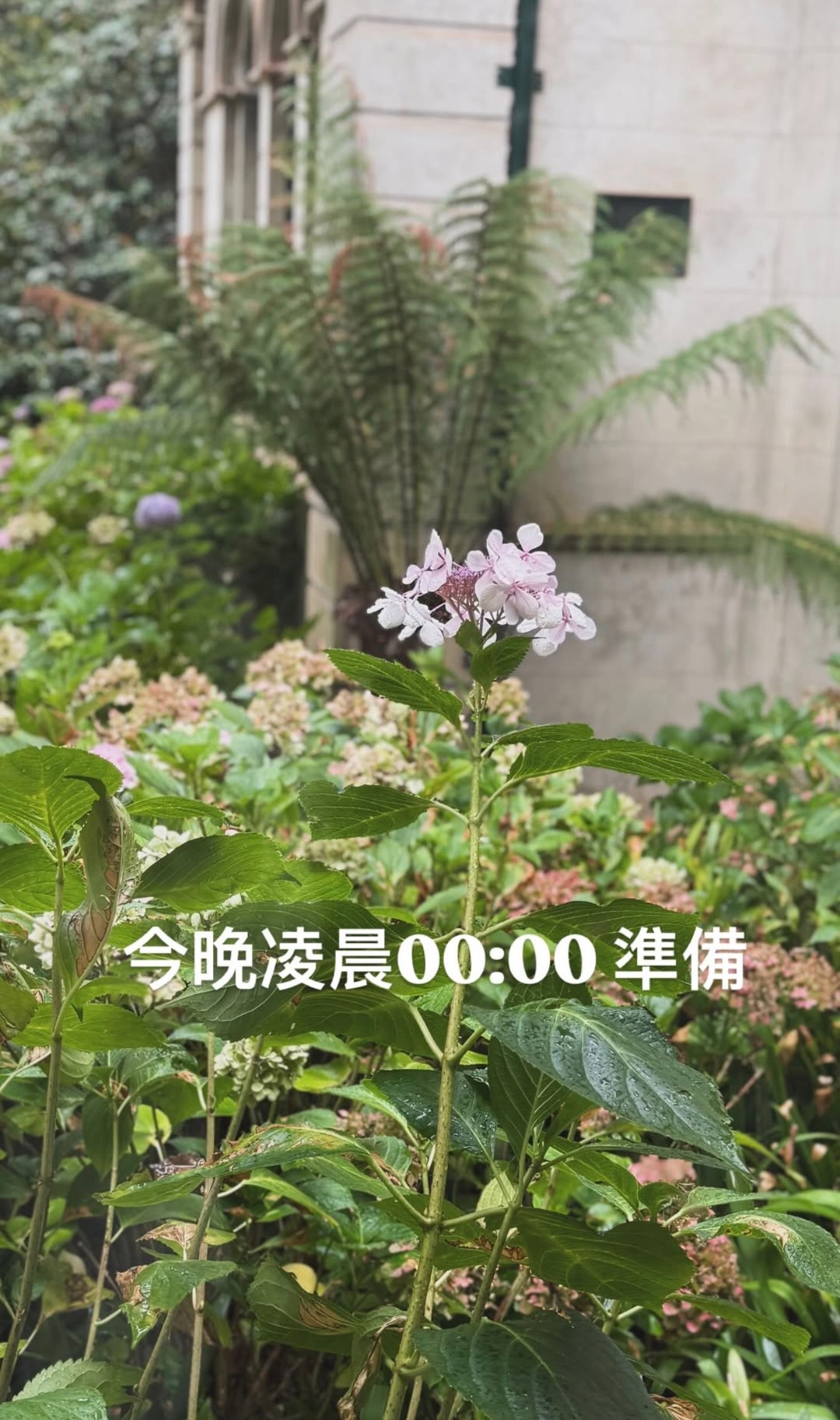 注意：今晚0点 终于等到周杰伦来了