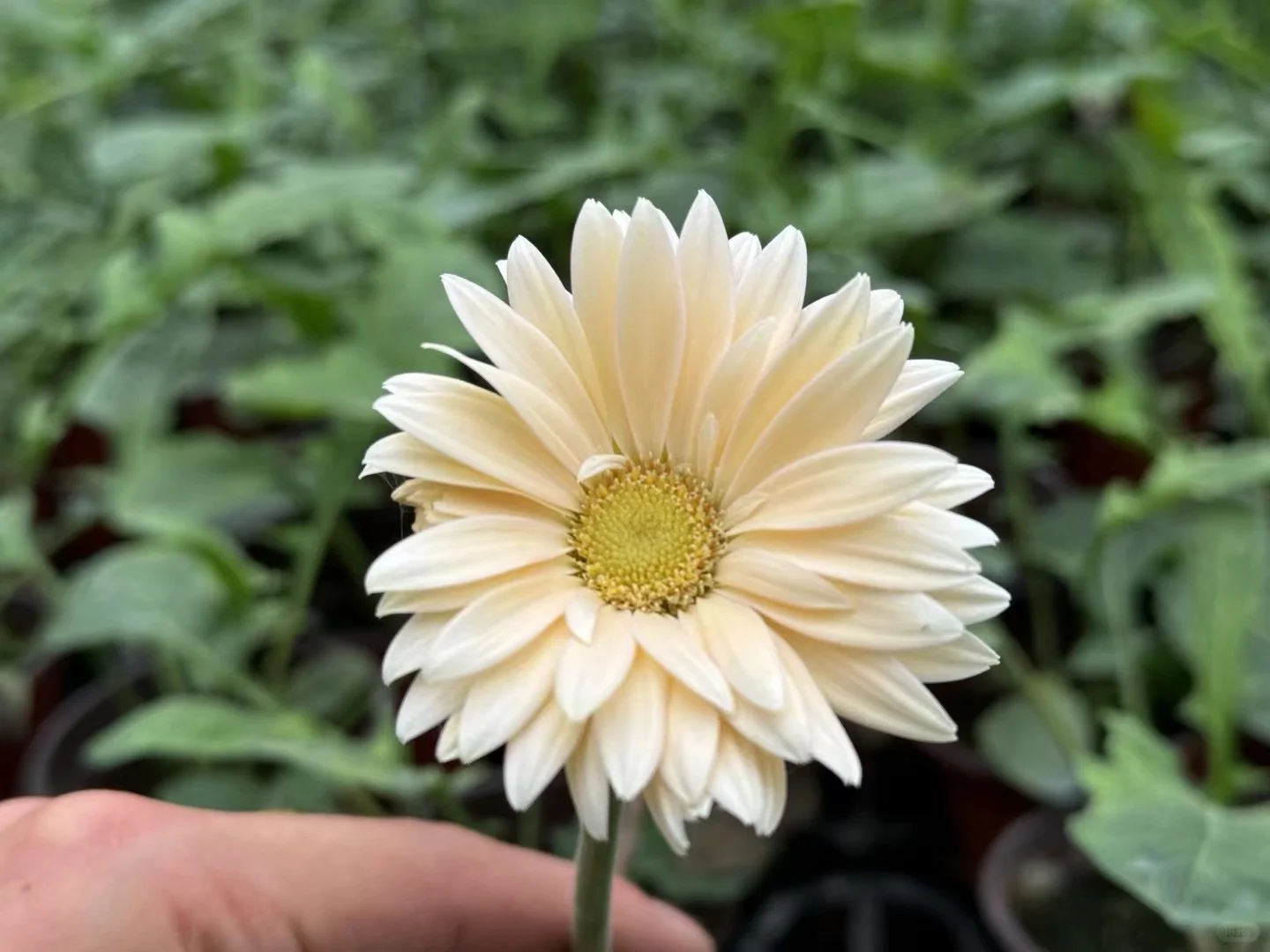 高杆非洲菊你养了吗