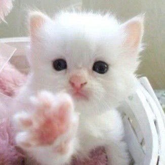 啊啊啊我被萌坏了，李炤熙就这样展示小猫爪🐾 