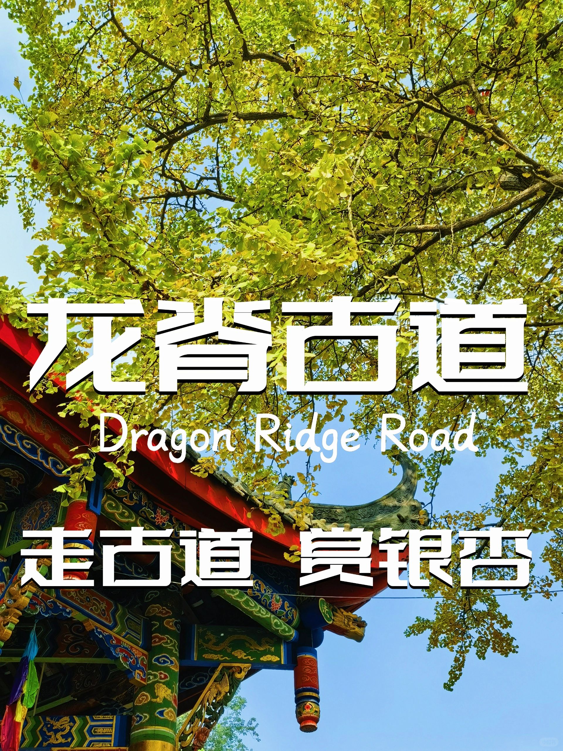 龙脊古道｜赏最美银杏