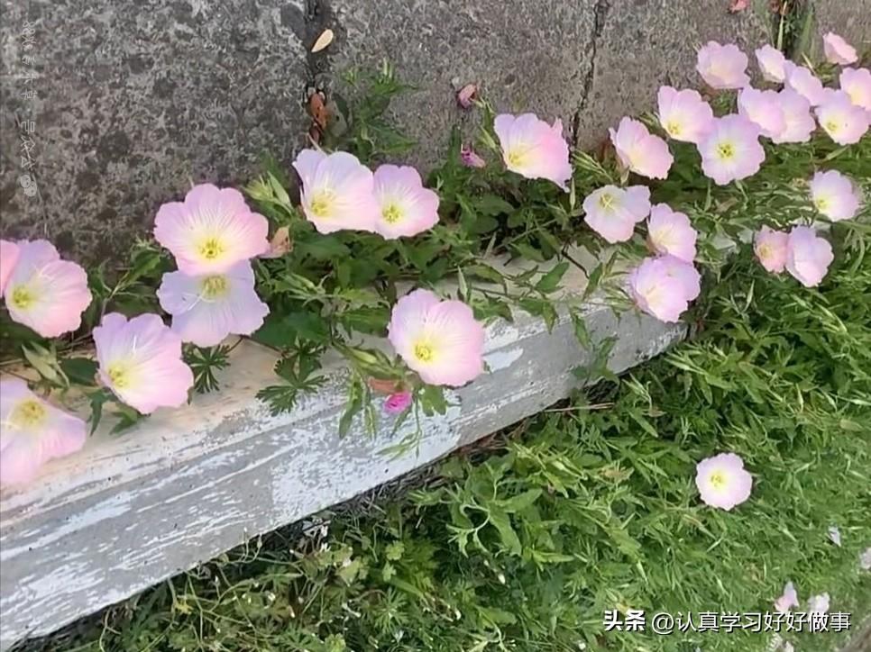 这花很清新脱俗.可一直不知道它叫啥名字?
只知道马路边.田埂上.水库边.小桥下面