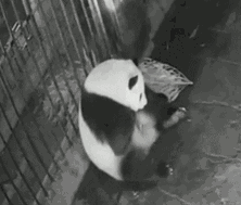 不可思议！监控实拍大熊猫生宝宝...居然是崩...崩出来的？！怪不得没有天敌还能