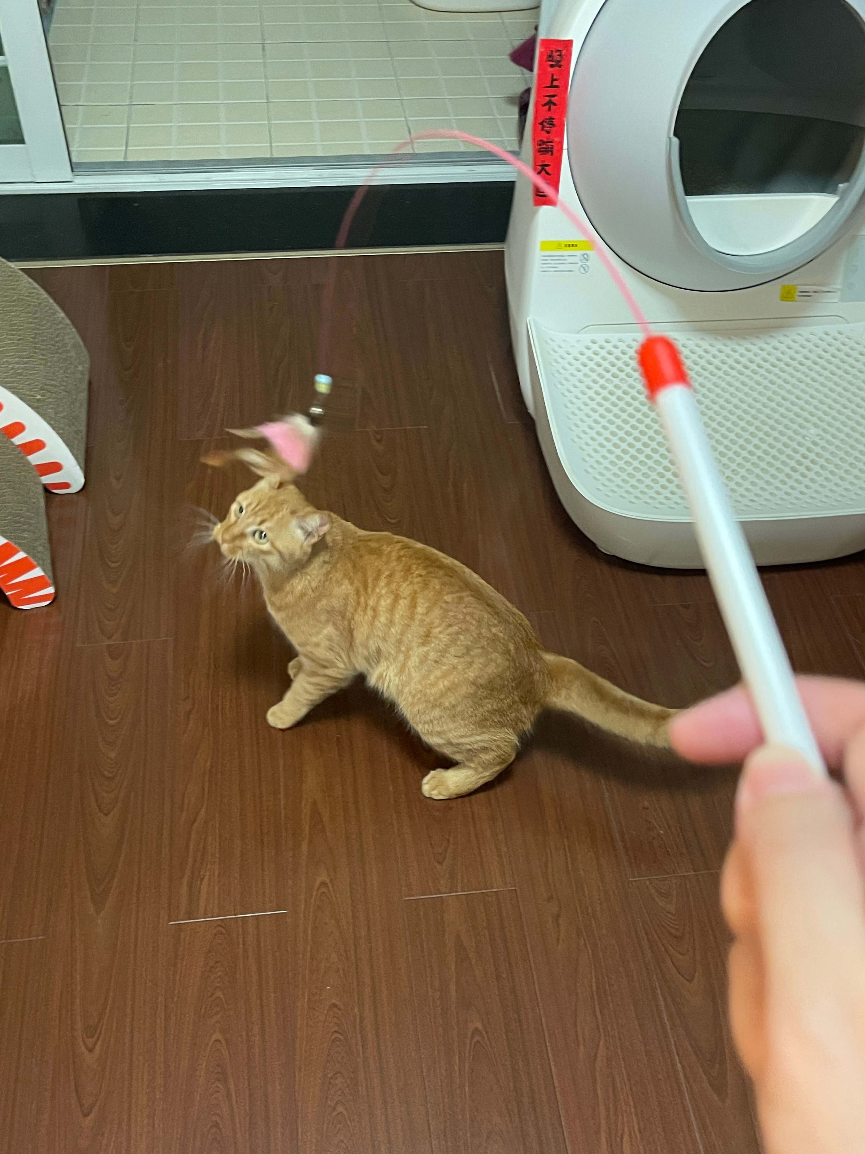 赠品廉价逗猫棒，都抢着玩[微笑]买的那些几十块上百的玩具，也没这效果 