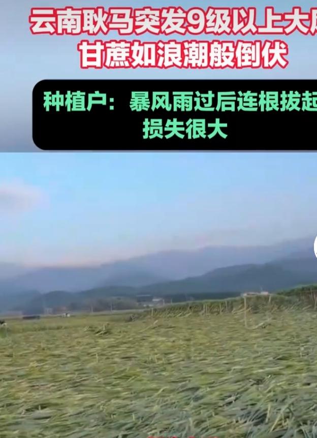 3月17日，云南临沧耿马县可遭老罪了，孟定镇等多个乡镇刮起9级以上强风，局部阵风