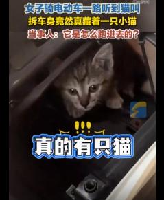 “真躲猫猫”近日，广东深圳，一女子骑电动车:时，发现车上有猫叫，女子找遍了也没发