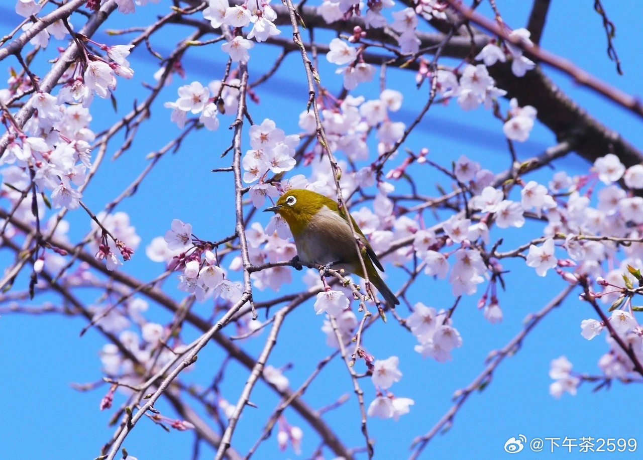 你好最美四月天“四月，不如说是肆月，花肆意地开，迎风肆意奔跑。”走在四月的路上，
