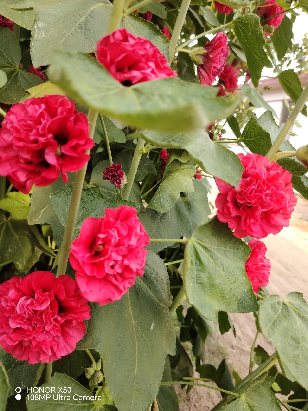 繁花似锦，红艳如火，绿意盎然，生机勃勃。