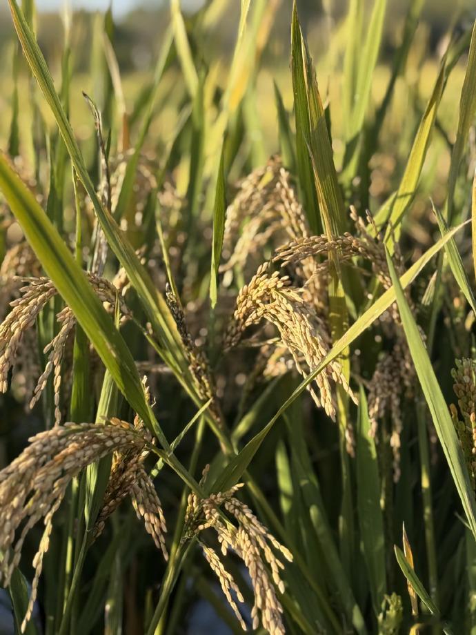 鹭卓大丰收今年进步了  鹭卓今年没陷收的还稳准快 鹭卓的大丰收体现了他在实践中的