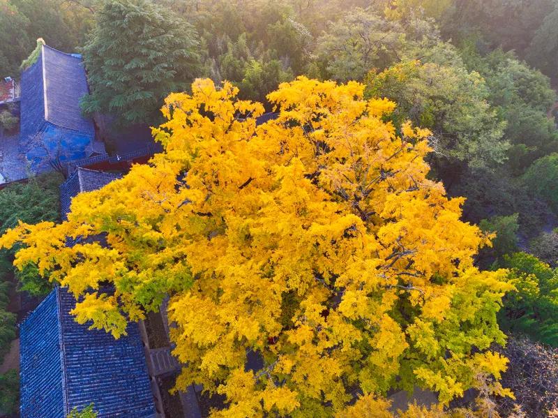 《感怀》
当年立志已蹉跎，
岁月哪由人细磨。
只叹春风将得意，
运催业就题诗多。