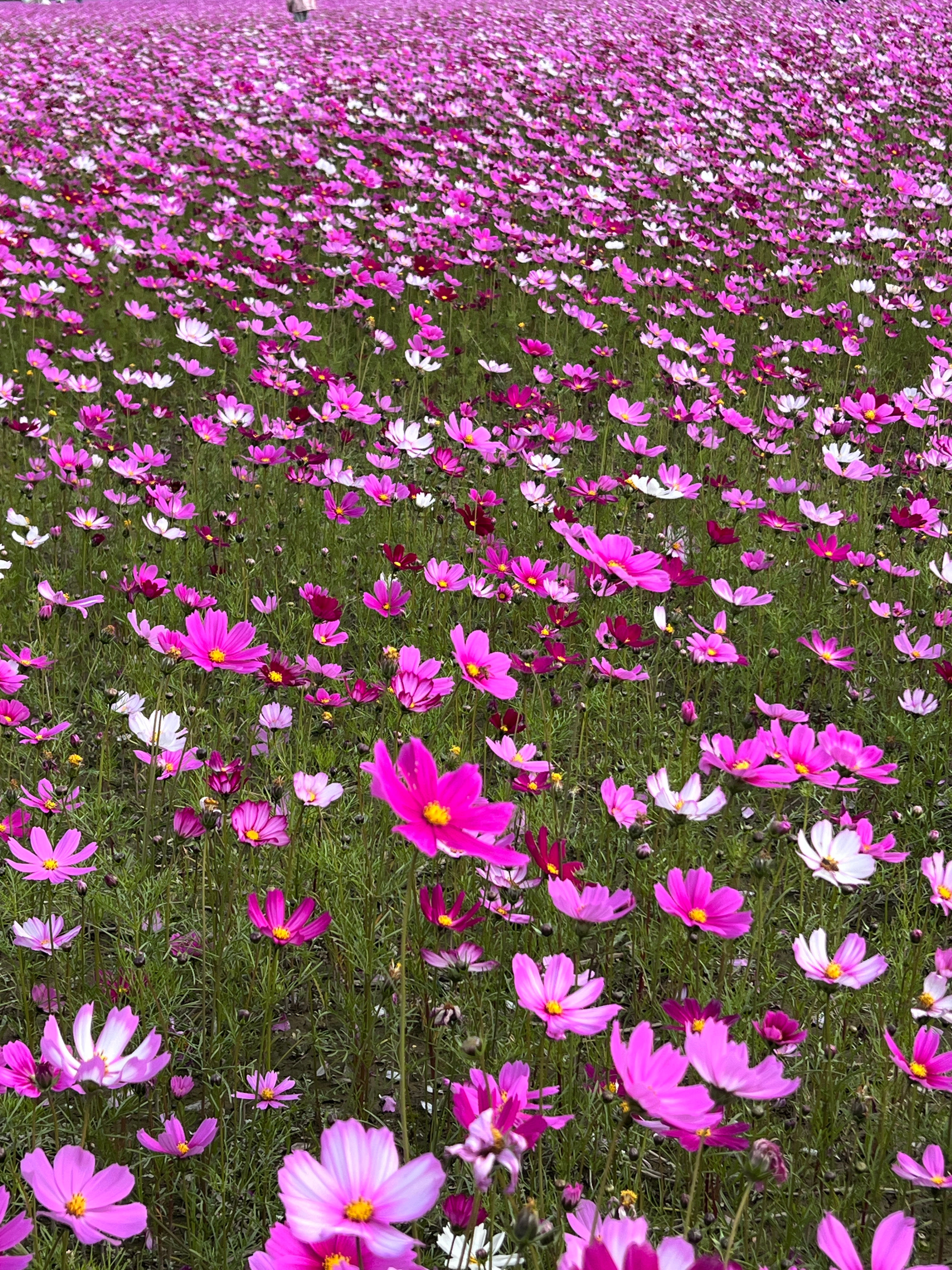 手中握着格桑花呀~ 