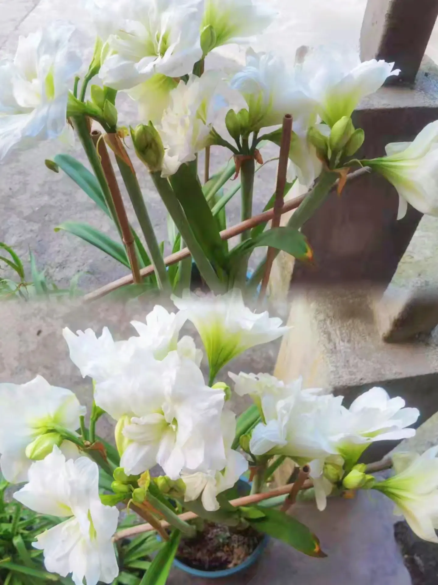 秋天的第一盆爆花阿弗雷。花友嘟嘟妹儿7月 25 号种下的两个球，长出了...