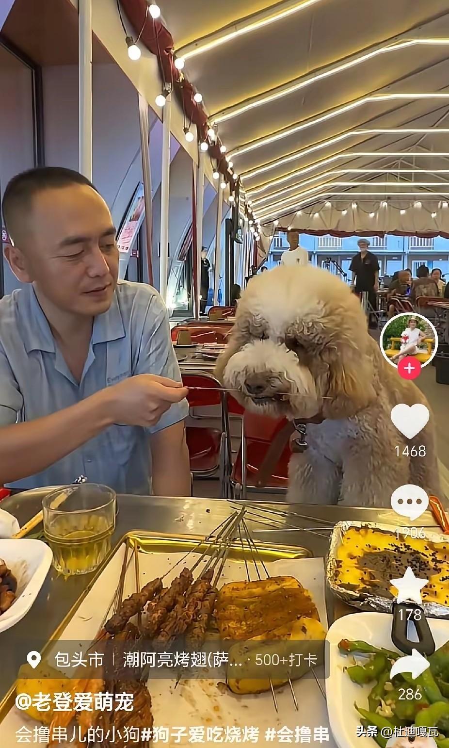 这家包头餐厅的老板是不看视频啊，还是不看新闻啊！
让狗在餐厅里上桌吃饭撸串，而且