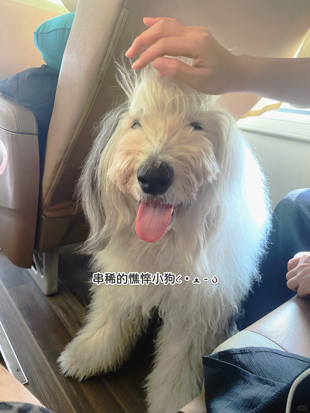 古牧的玻璃胃谁懂啊，一根骨头🦴就串稀了