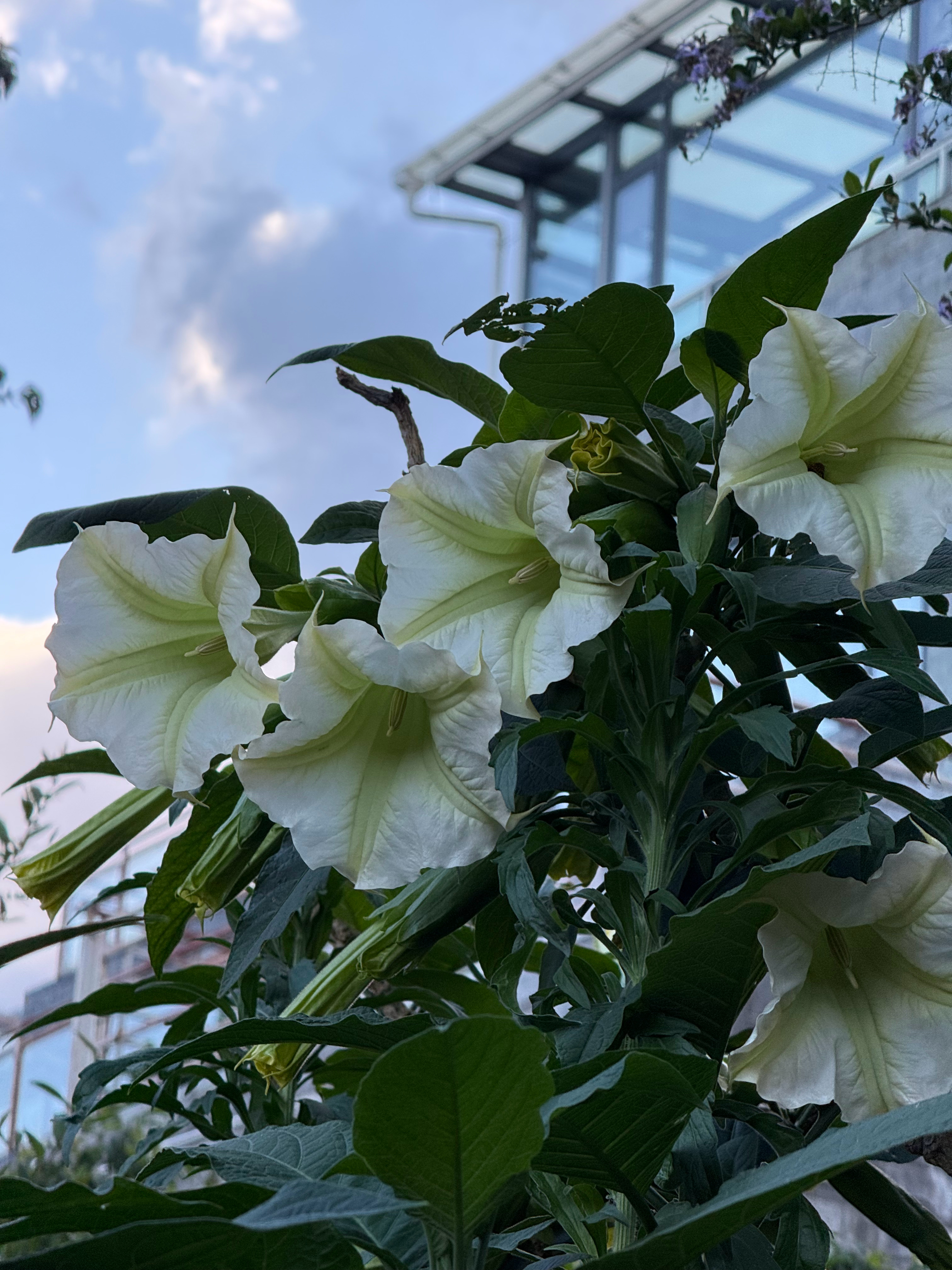 早晨💙下了一夜的雨，松针下的菌丝已经覆盖整座苍山 