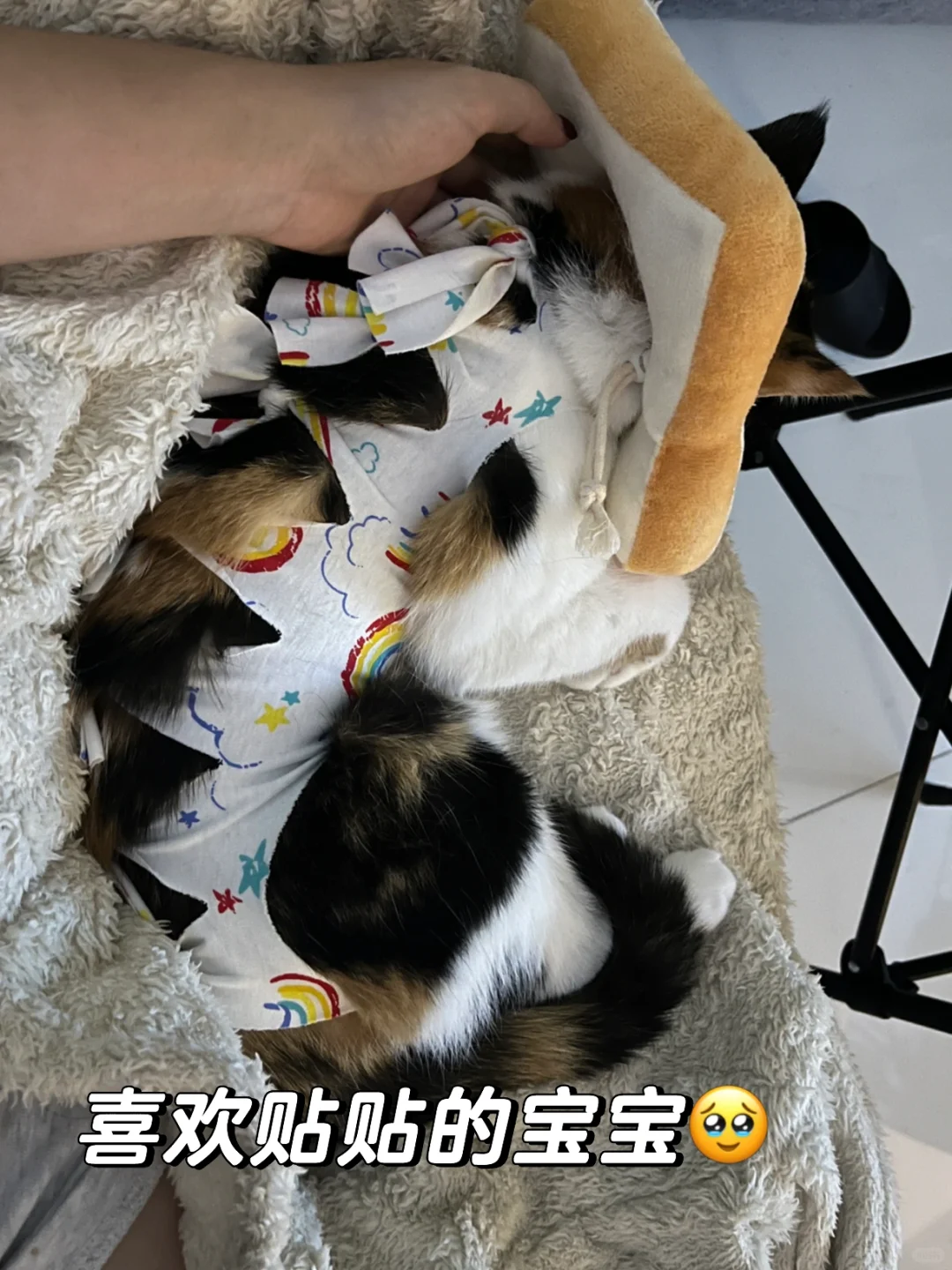 捡猫的意义在这一刻具像化了🥹