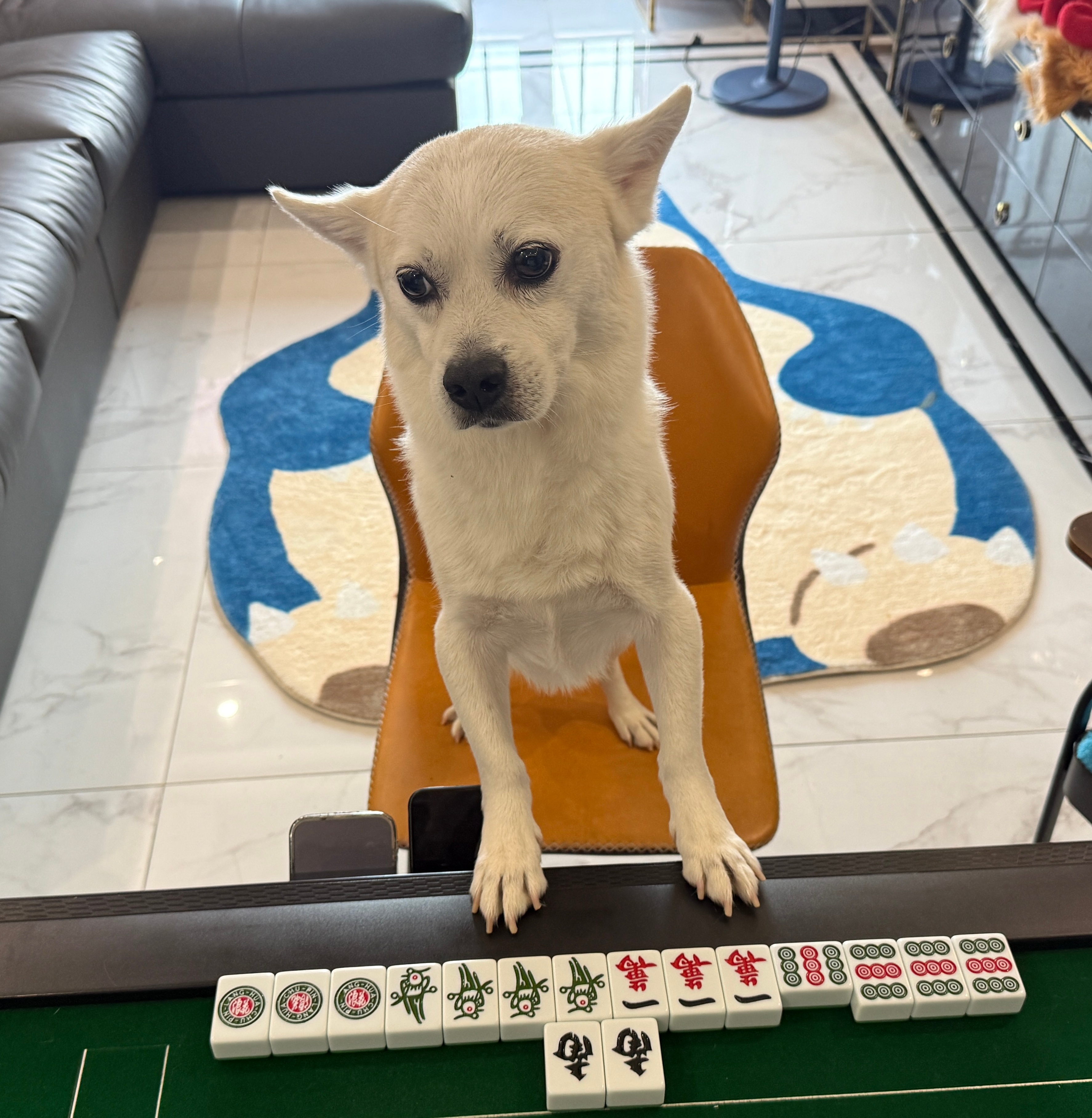 🐶：我胡了个啥？🀄 