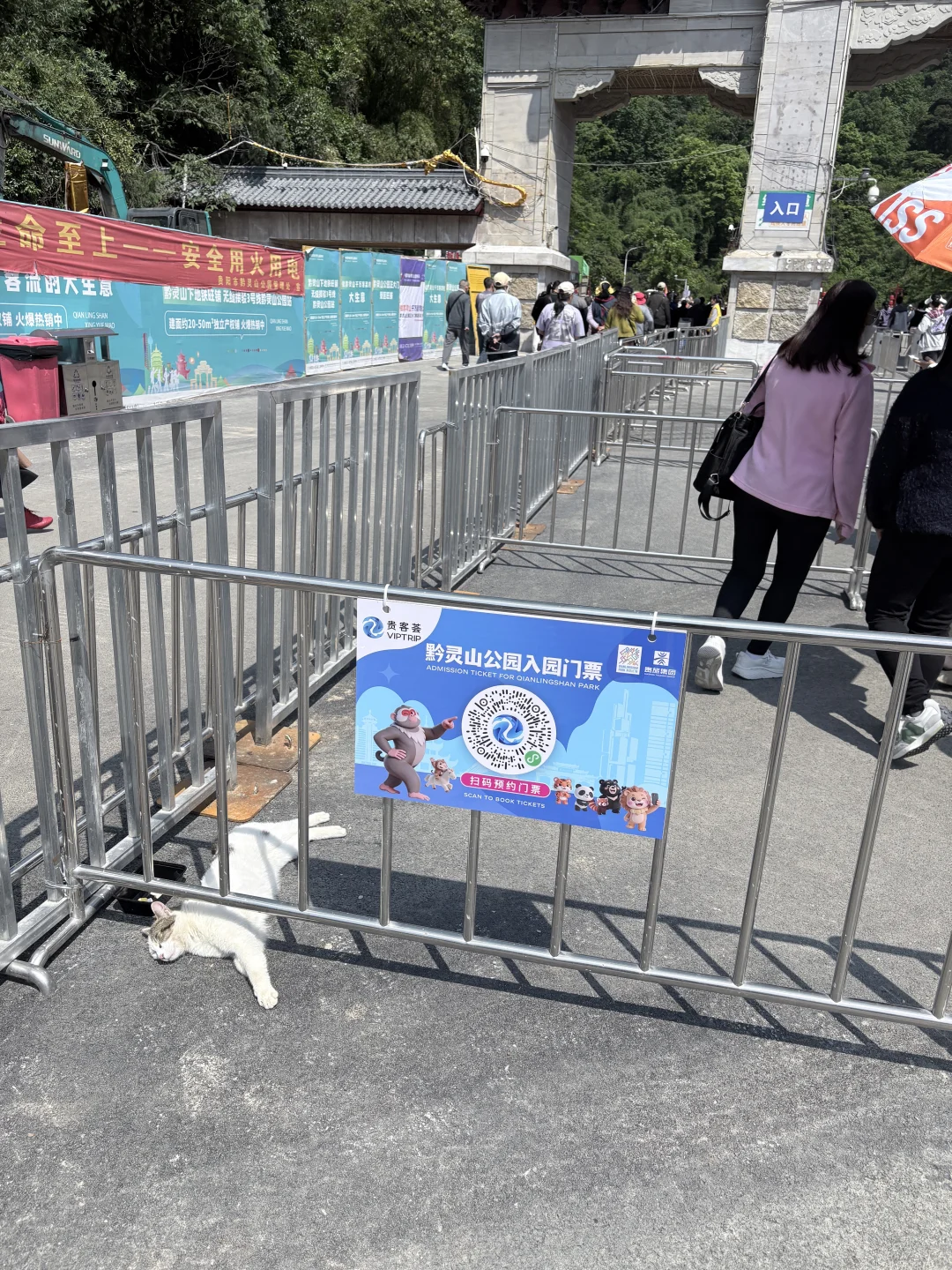 超绝松弛小猫