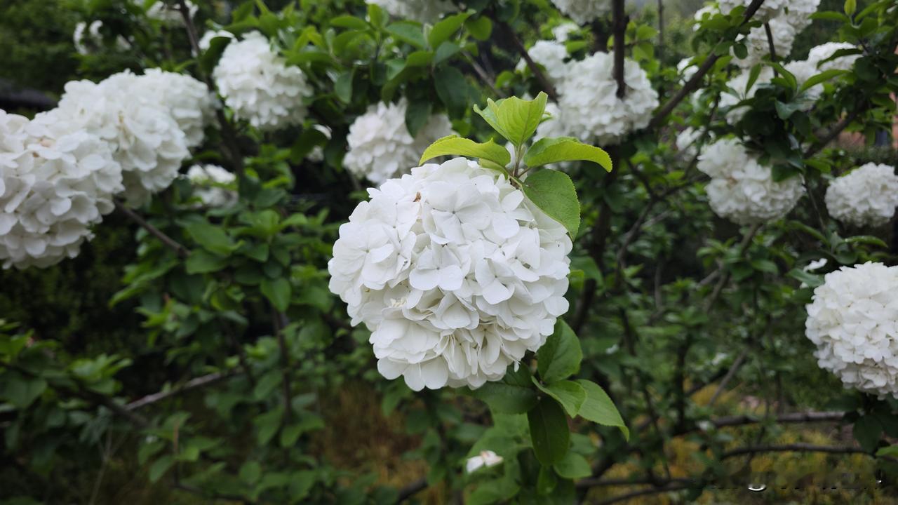 上海周边藏了个雪白绣球古村，4700年丝绸文脉太惊艳
 谁能想到，上海周边还藏着