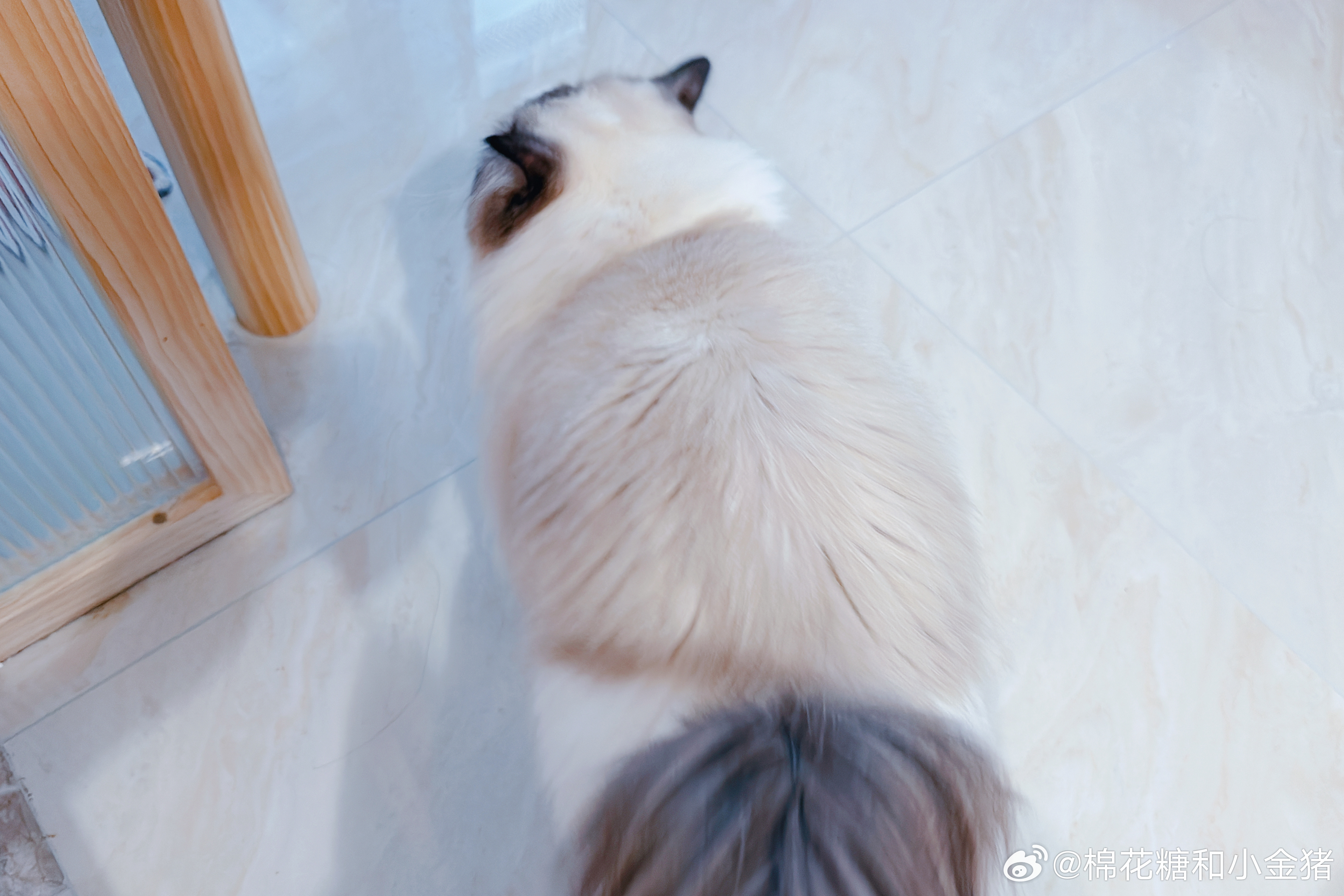 猪哼的背影很特别，不像蓝色三人组的难以分辨。绝不会跟肥姐认错。 
