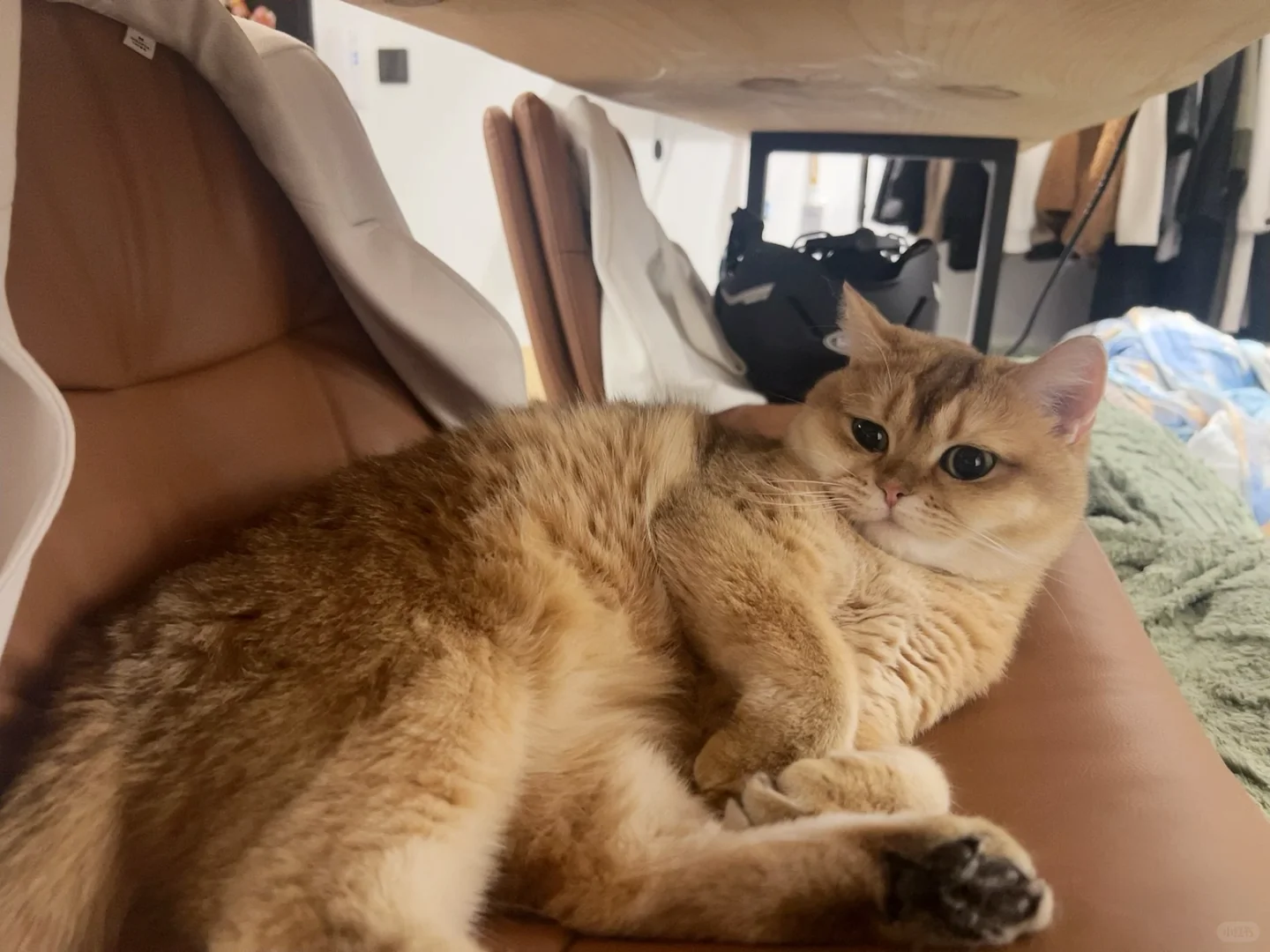 大家好我是难民，我来交猫税