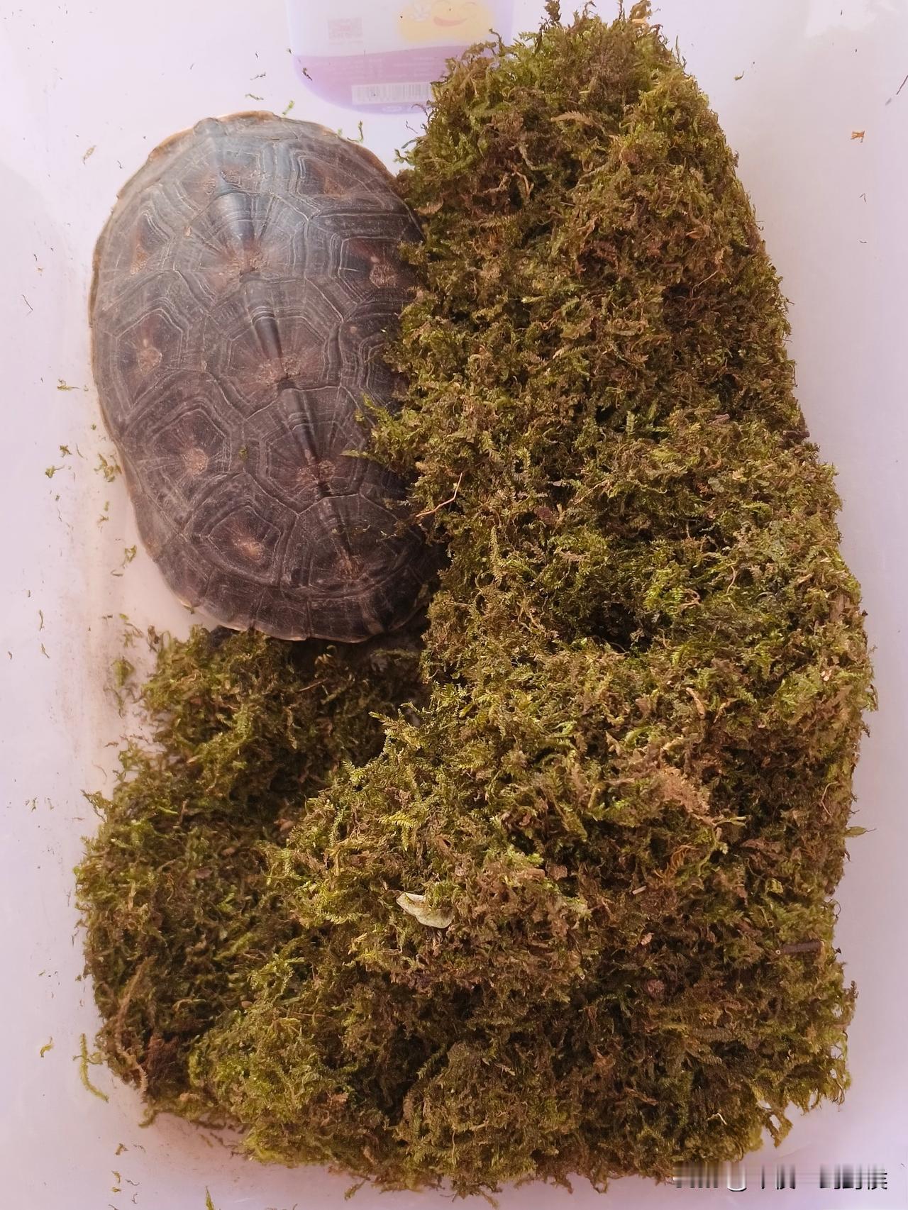 我叫路规。
这个名字中规中矩，不过最近忽然有些不妥了。
我知道女邻居有个前男友，